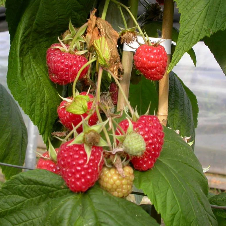 Produktbild 5