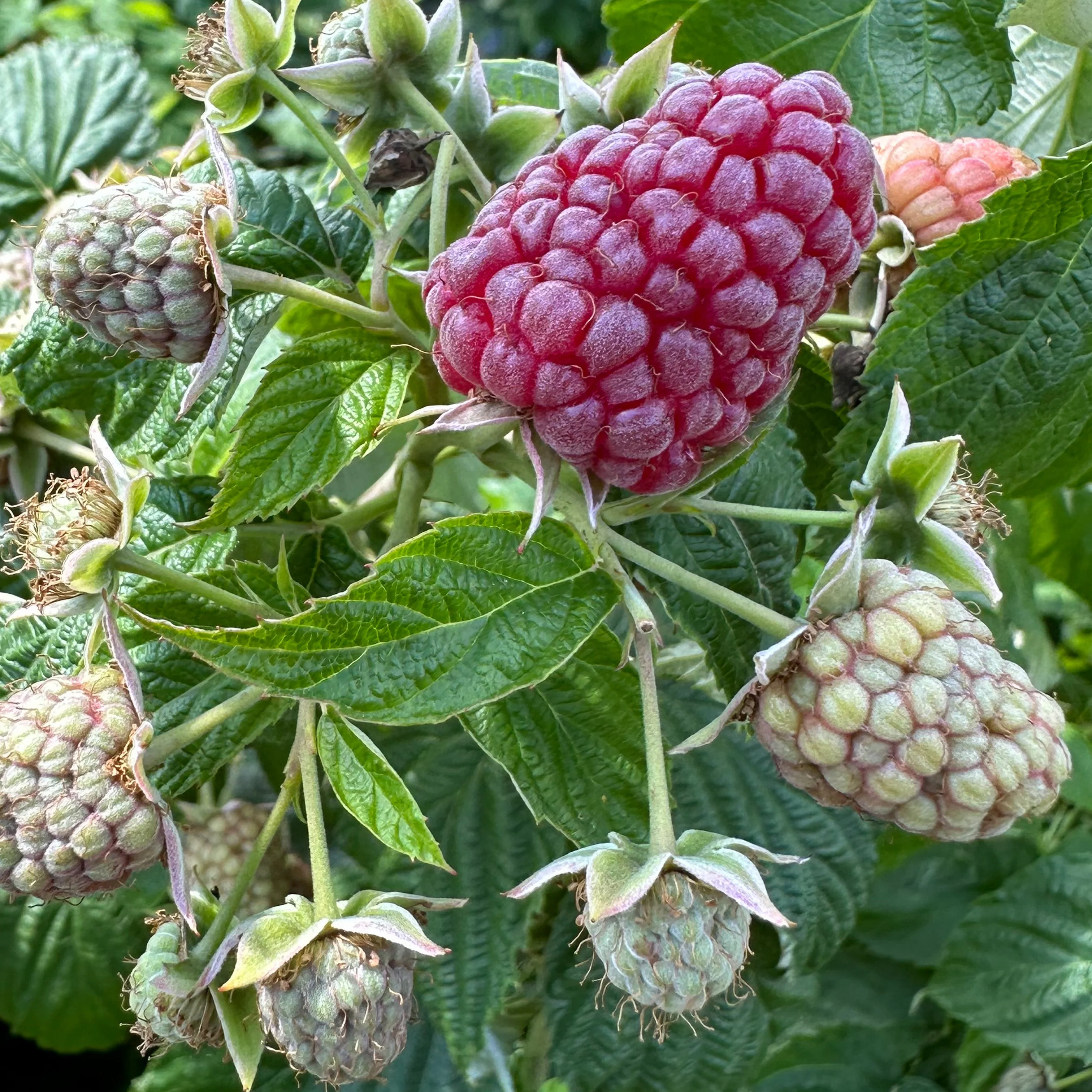 Vorschaubild 1