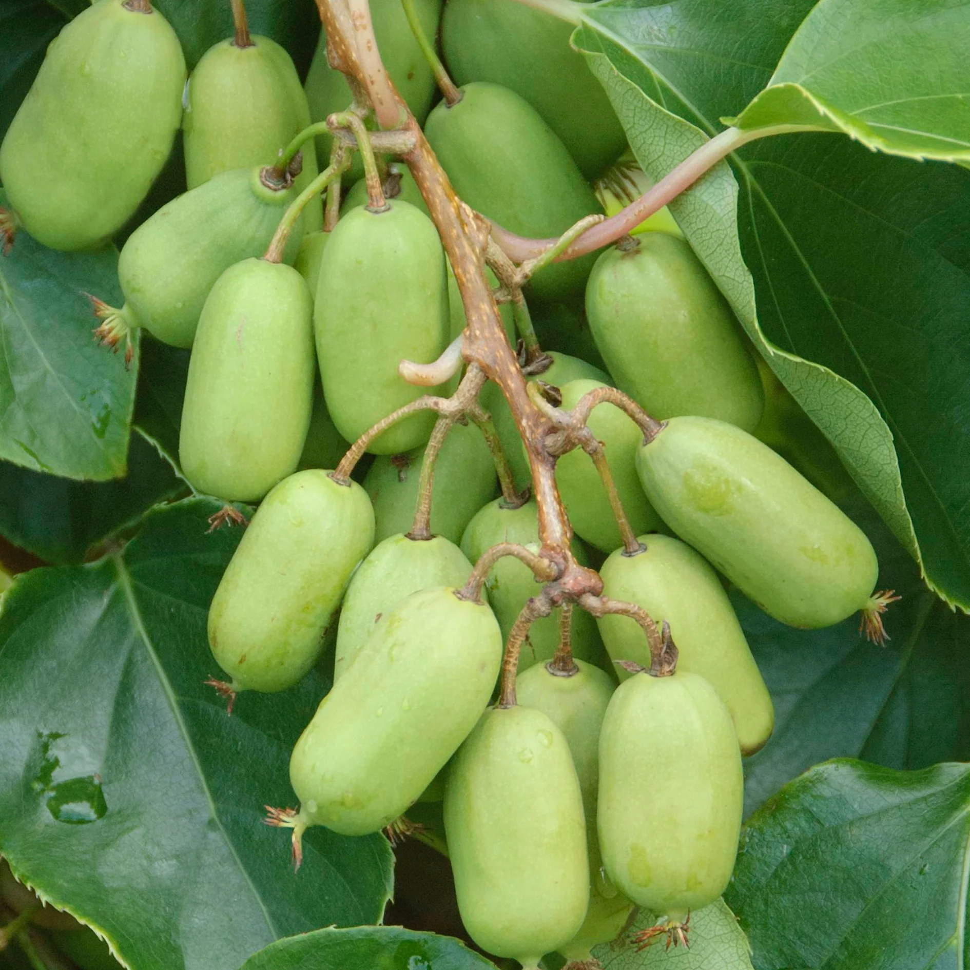 Produktbild 4