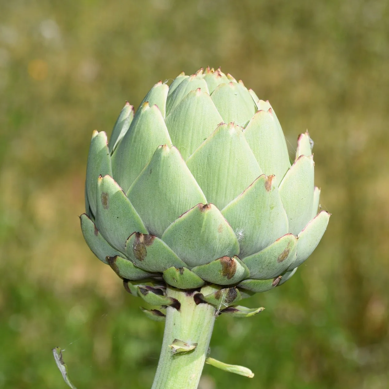 Vorschaubild 1